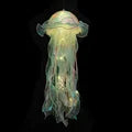 Jellyfish LED Night Light