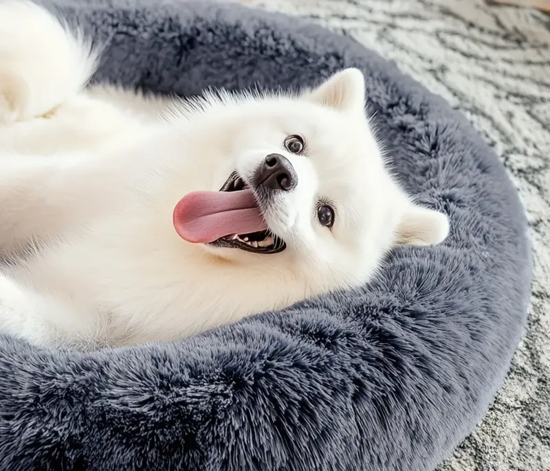 Cozy | Round Pet Bed for Comfort and Relaxation